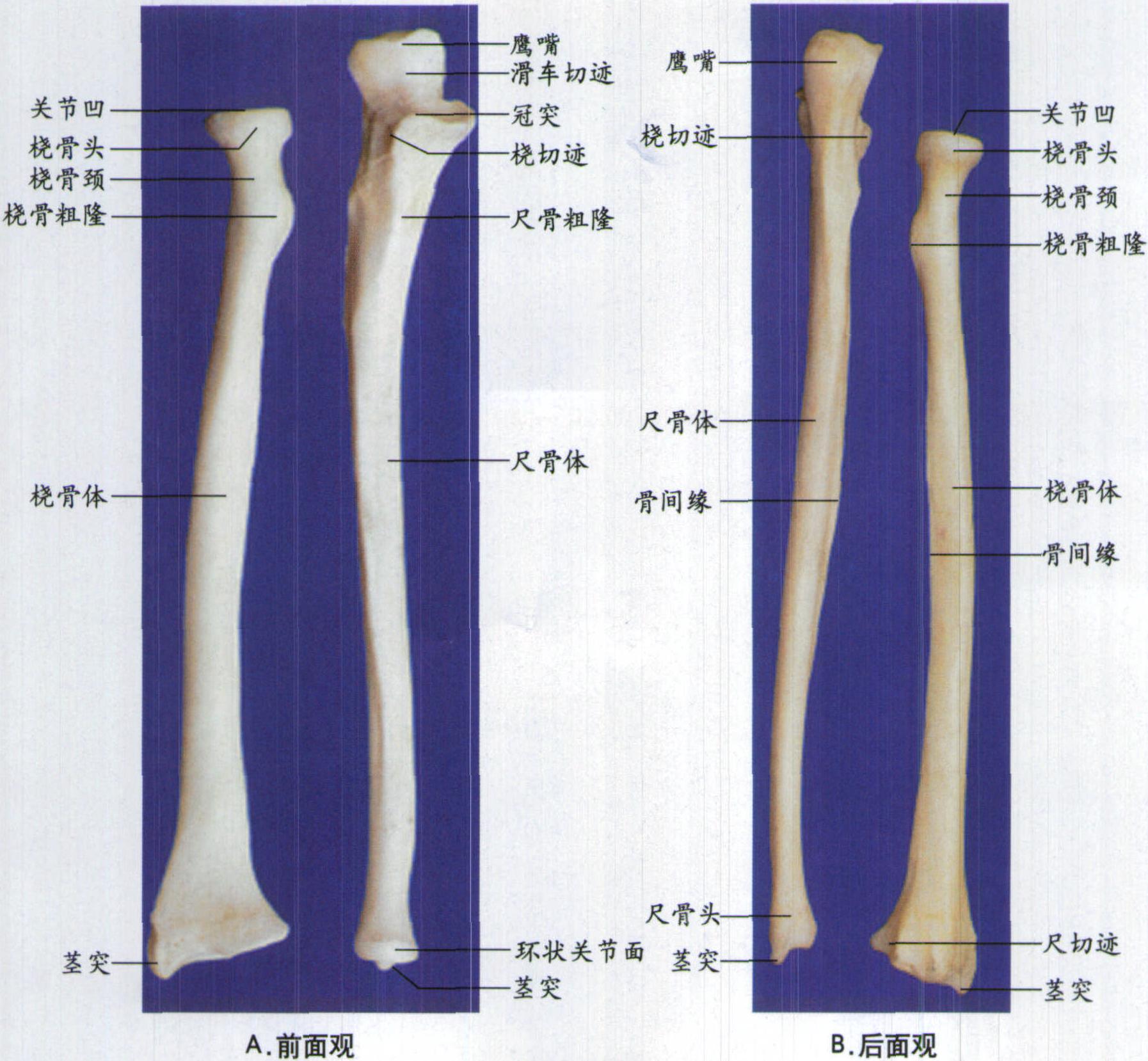 图4-5 桡骨和尺骨(分离)